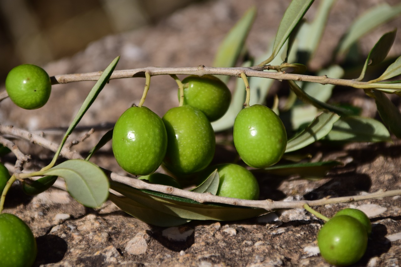 olives-1757221_1280