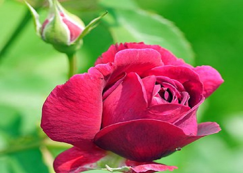 rose_1