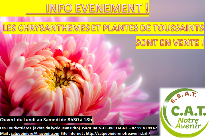 Chrysanthèmes